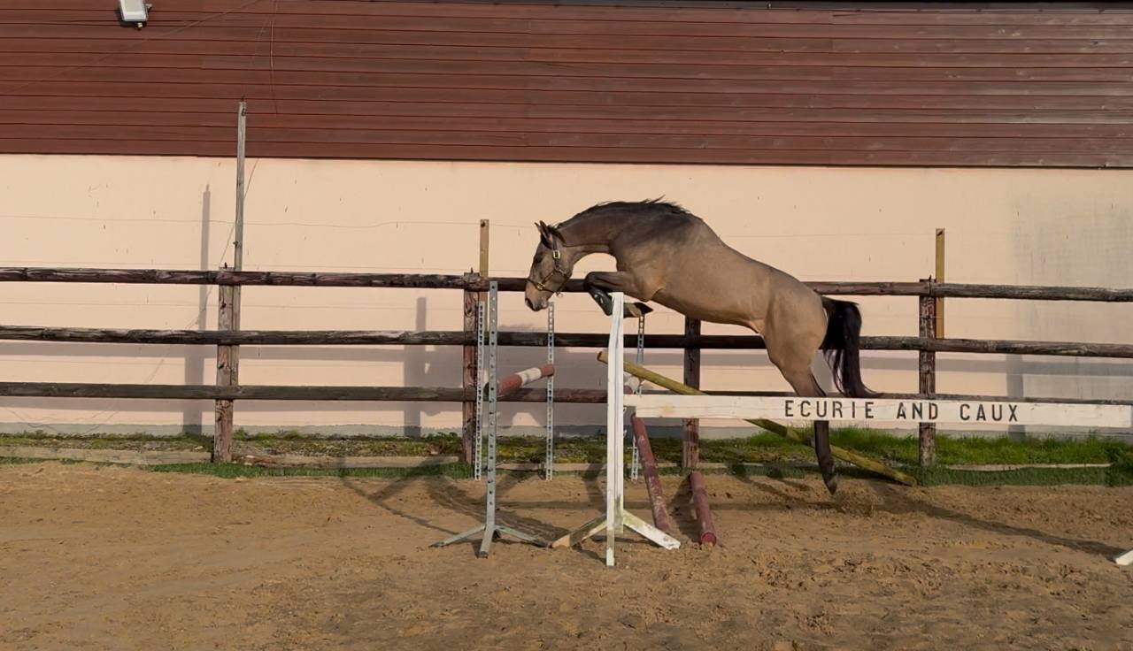 Mystère d’elphen  - Selle Français 2022 by Hanes