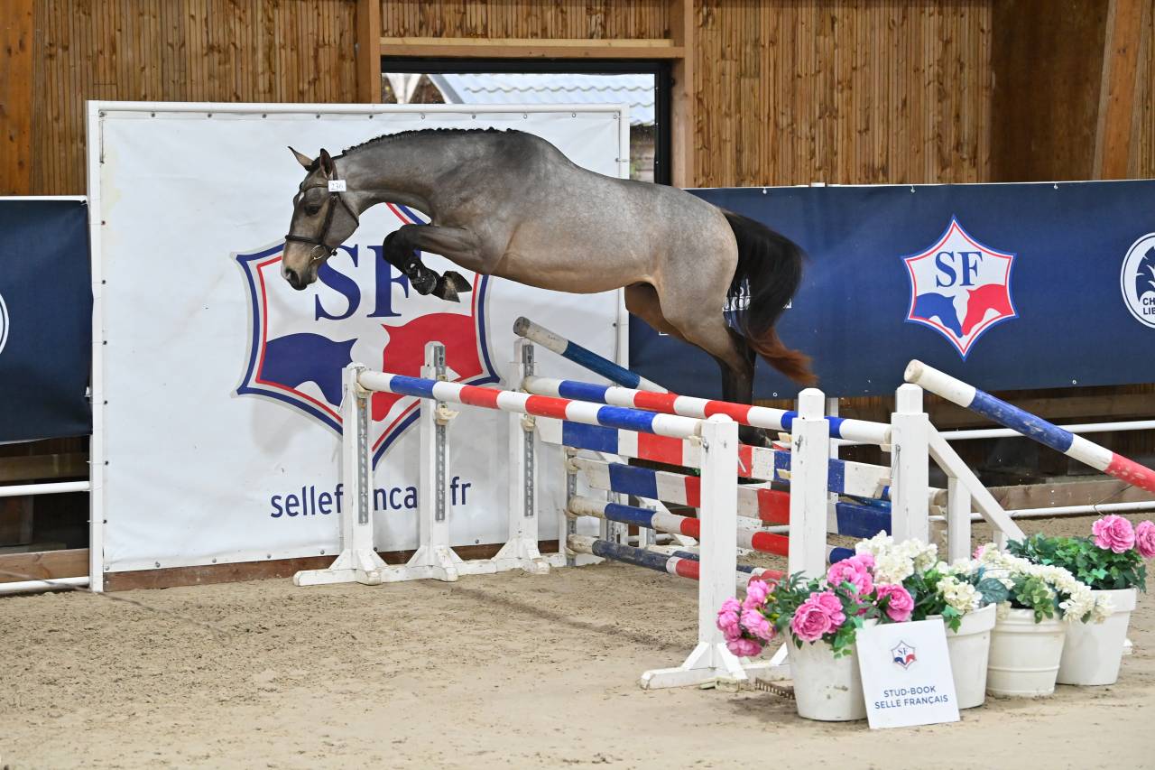 Mystère d’elphen  - Selle Français 2022 by Hanes