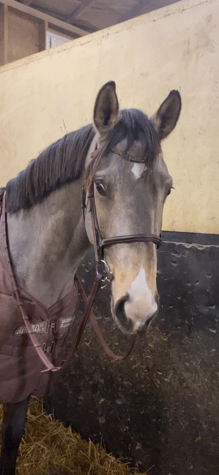 Mystère d’elphen  - Selle Français 2022 by Hanes