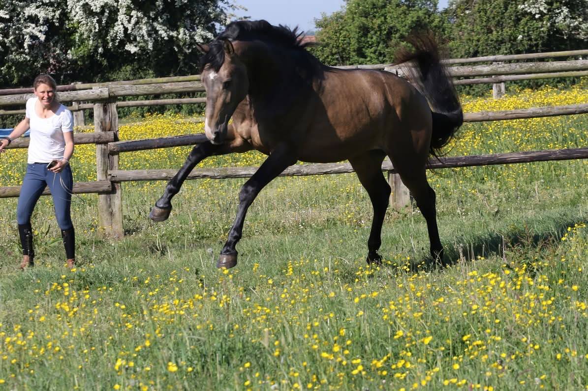 Myst&egrave;re d&rsquo;elphen  - Selle Fran&ccedil;ais 2022 by Hanes