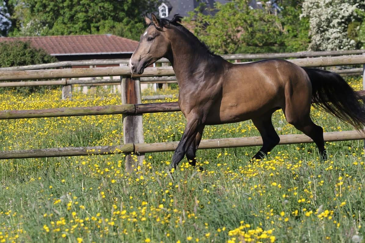 Myst&egrave;re d&rsquo;elphen  - Selle Fran&ccedil;ais 2022 by Hanes