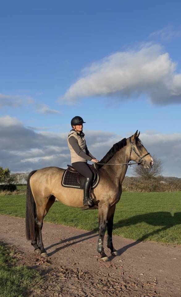 Myst&egrave;re d&rsquo;elphen  - Selle Fran&ccedil;ais 2022 by Hanes