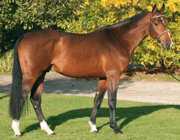 Quarto Mail - Selle Français 2004 by CARDENTO (DEU)