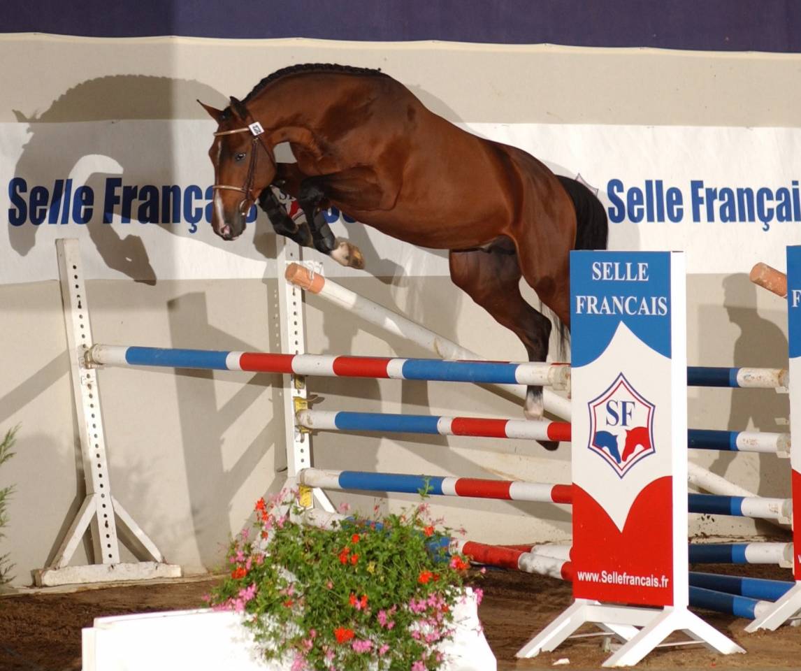 Quarto Mail - Selle Français 2004 by CARDENTO (DEU)