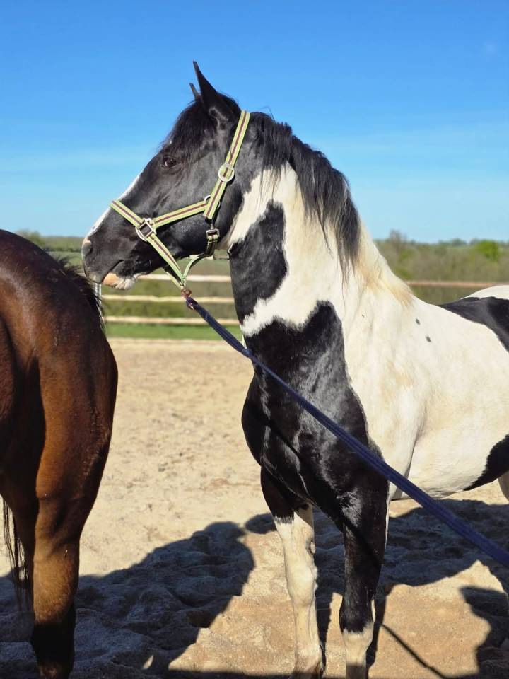 BLACK AND VHITEDEVAL  - Paint 2011