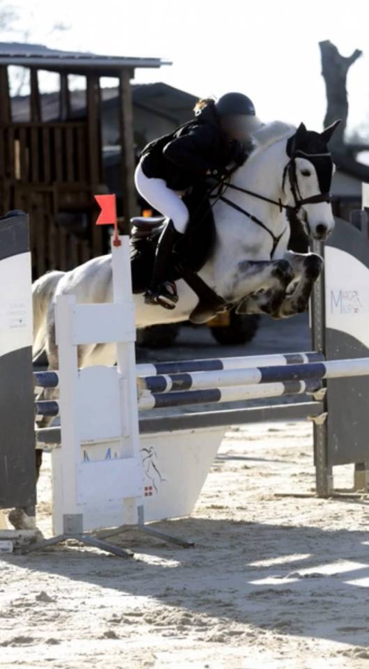 Gelding Connemara For sale 2013 Bay