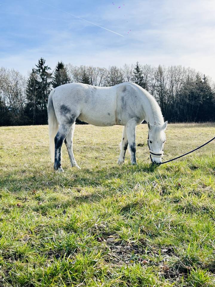 Gelding Connemara For sale 2013 Bay