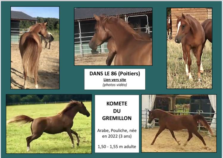 Filly Arabian For sale 2022 Chesnut