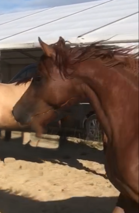 Filly Arabian For sale 2022 Chesnut