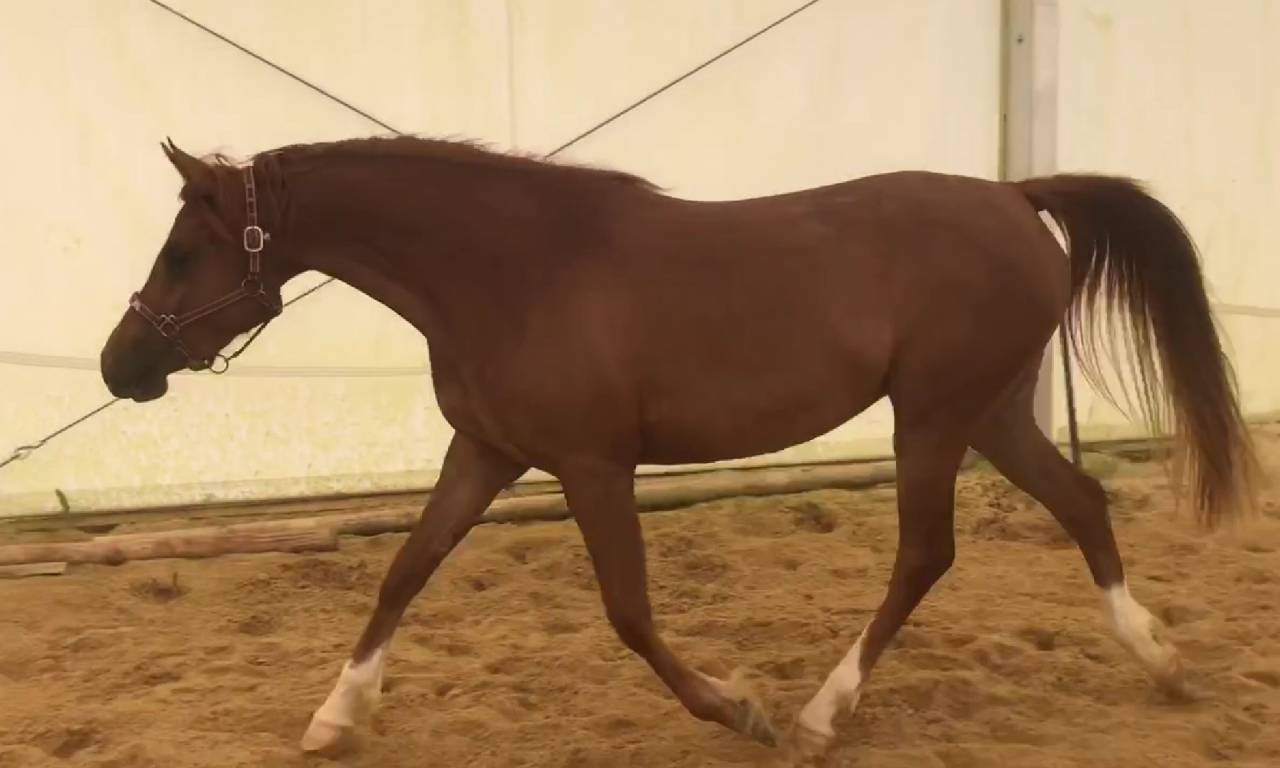 Filly Arabian For sale 2022 Chesnut