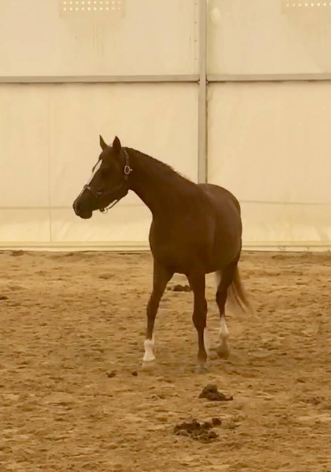 Filly Arabian For sale 2022 Chesnut
