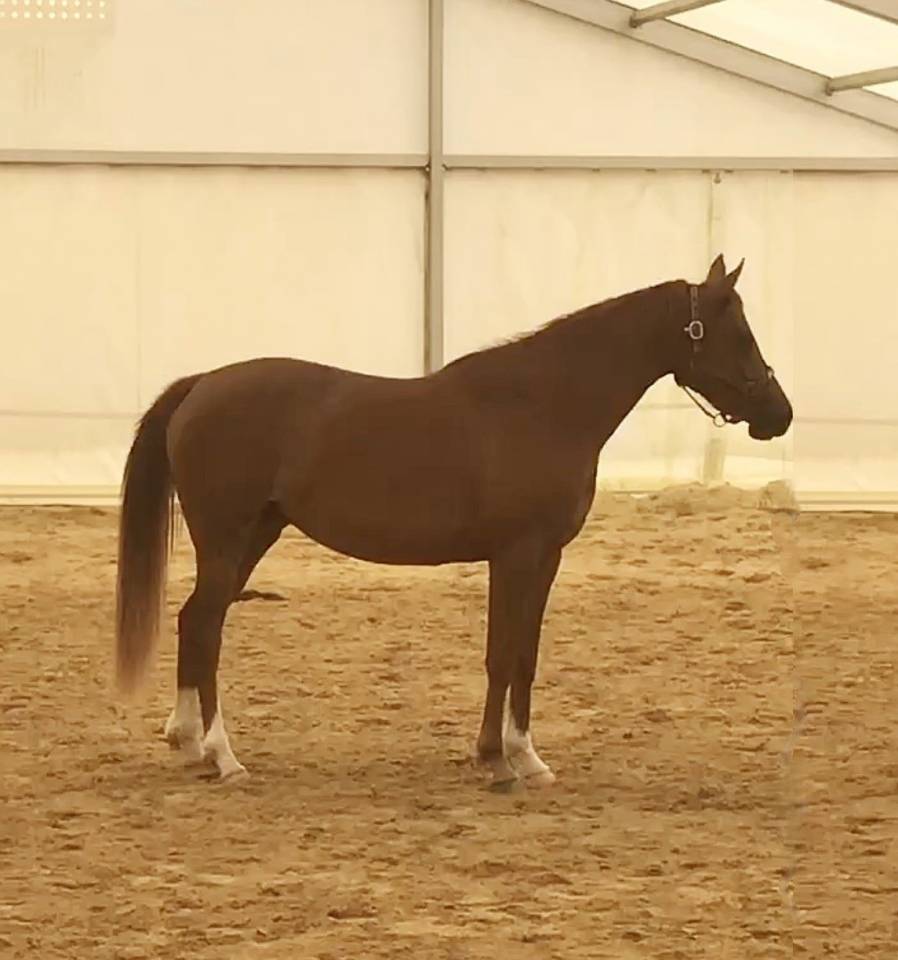 Filly Arabian For sale 2022 Chesnut