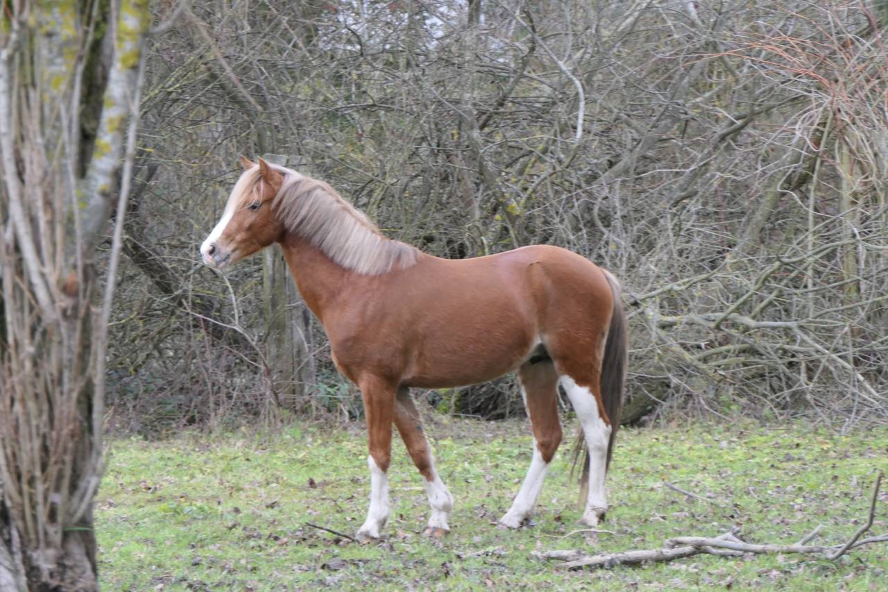Bronheulog Lennox - Welsh Pony (Section B) 2019 by BRONHEULOG ROYAL (GBR)