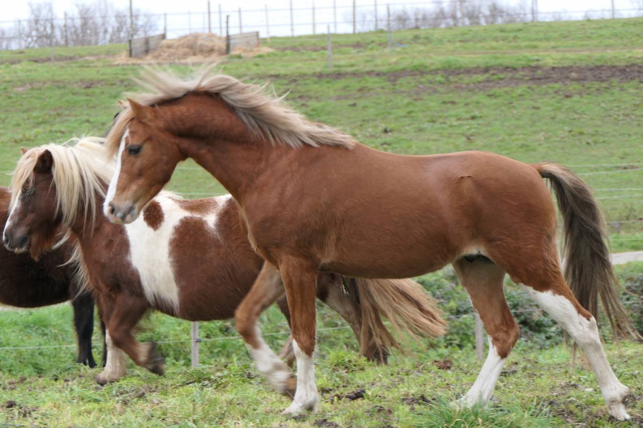 Bronheulog Lennox - Welsh Pony (Section B) 2019 by BRONHEULOG ROYAL (GBR)