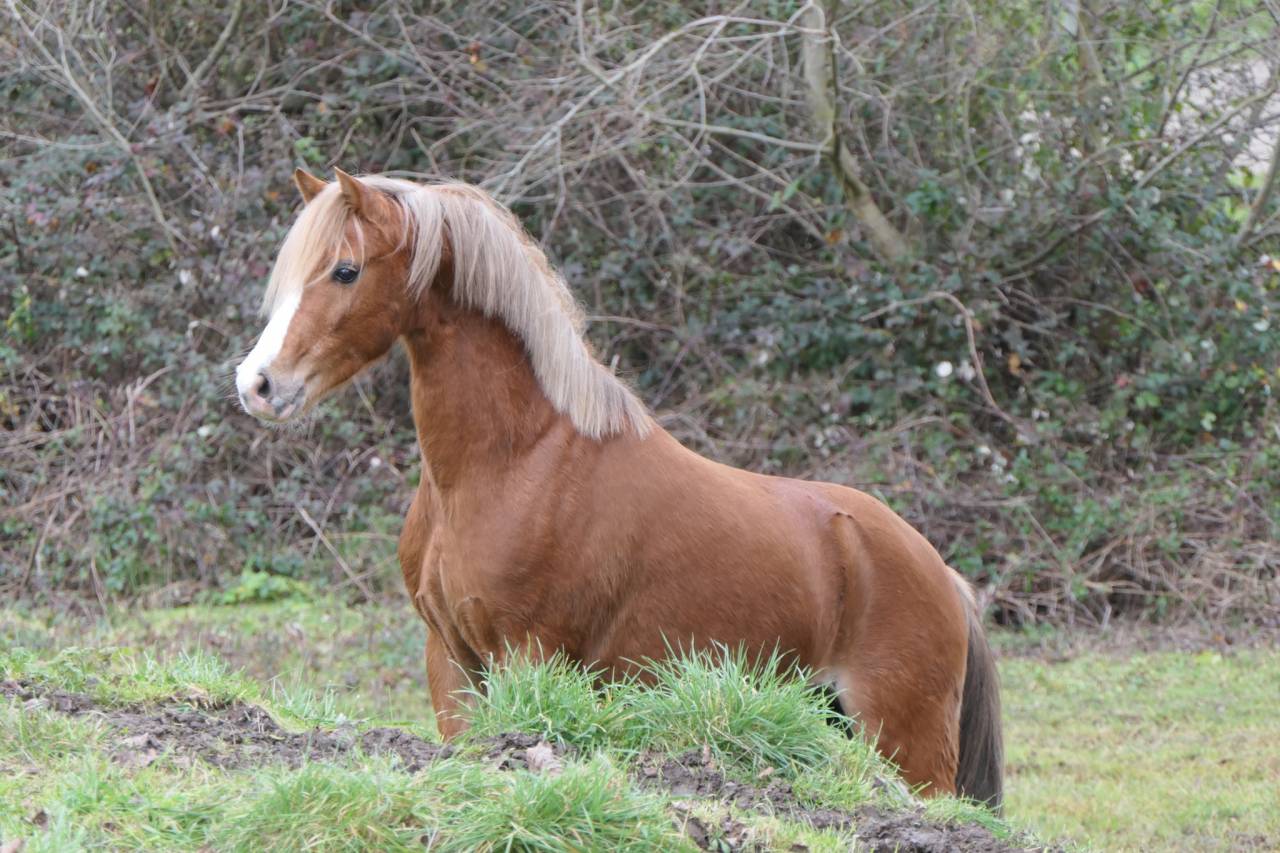 Bronheulog Lennox - Welsh Pony (Section B) 2019 by BRONHEULOG ROYAL (GBR)