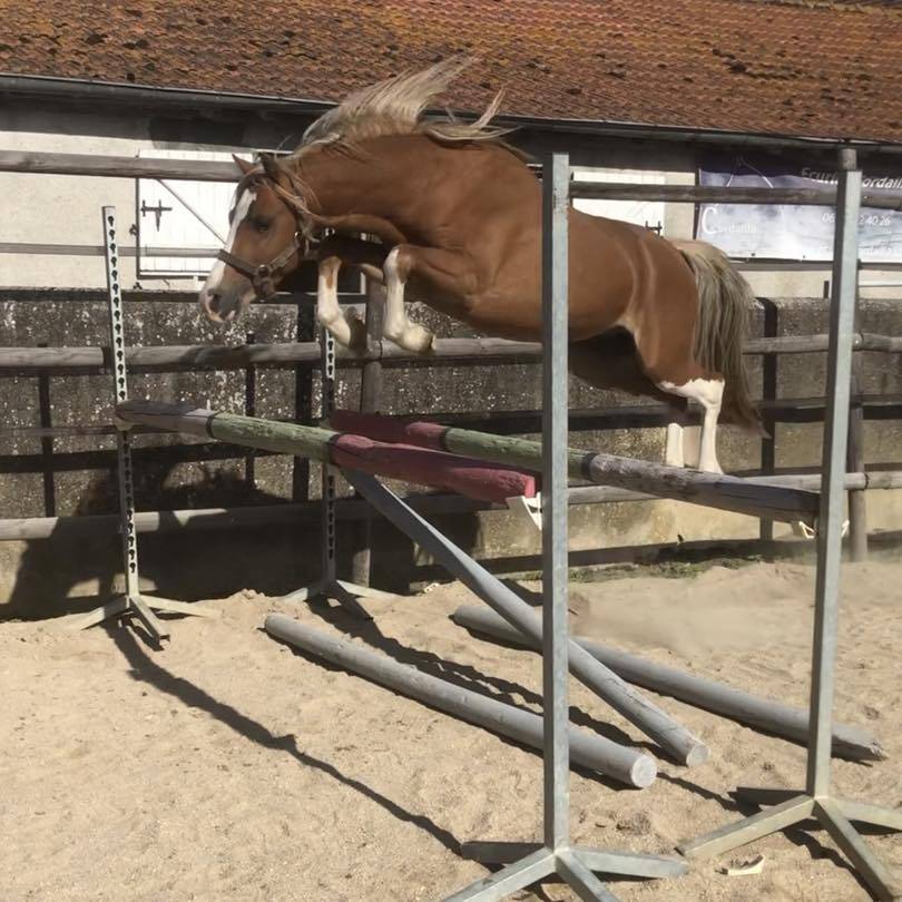 Bronheulog Lennox - Welsh Pony (Section B) 2019 by BRONHEULOG ROYAL (GBR)