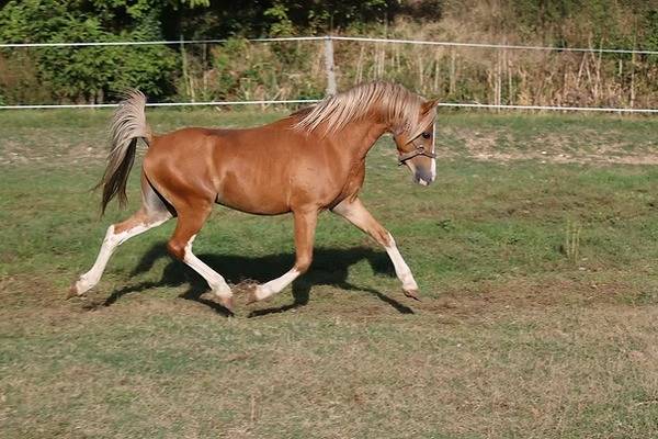 Bronheulog Lennox - Welsh Pony (Section B) 2019 by BRONHEULOG ROYAL (GBR)
