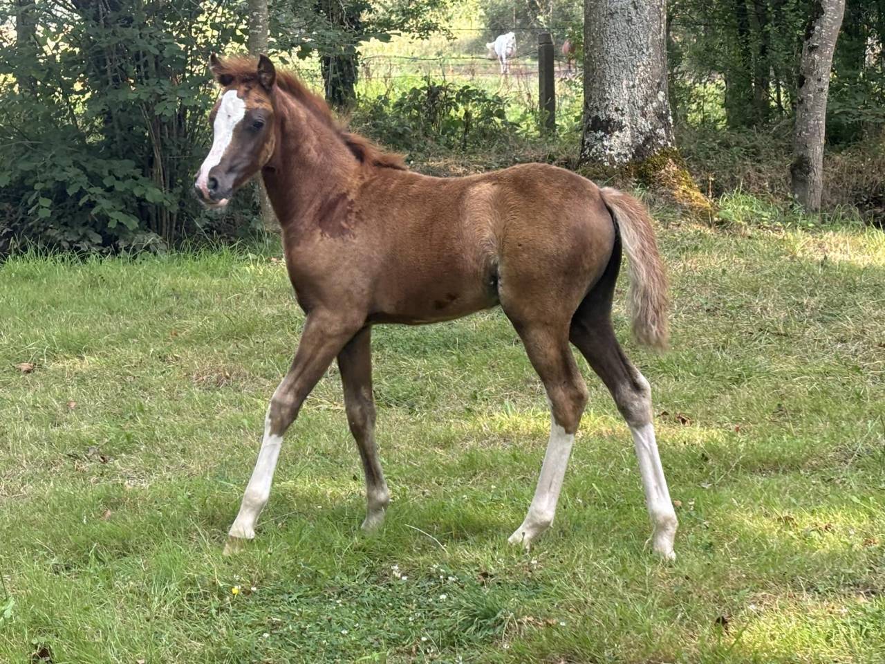 Bronheulog Lennox - Welsh Pony (Section B) 2019 by BRONHEULOG ROYAL (GBR)