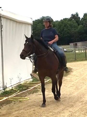 Mare Arabian For sale 2022 Bay