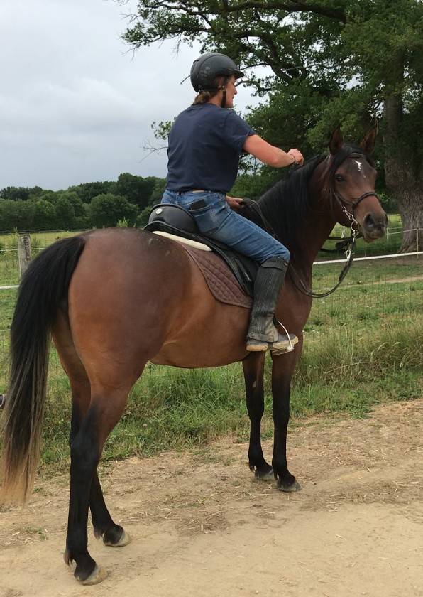 Mare Arabian For sale 2022 Bay