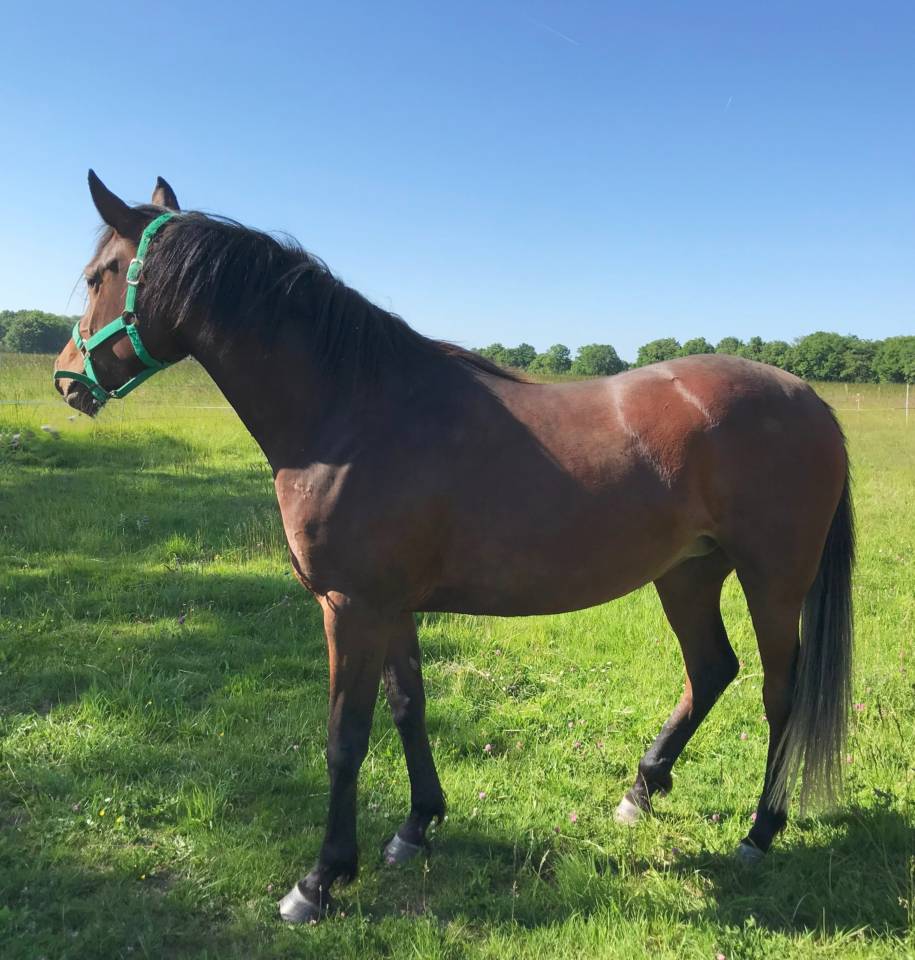 Mare Arabian For sale 2022 Bay