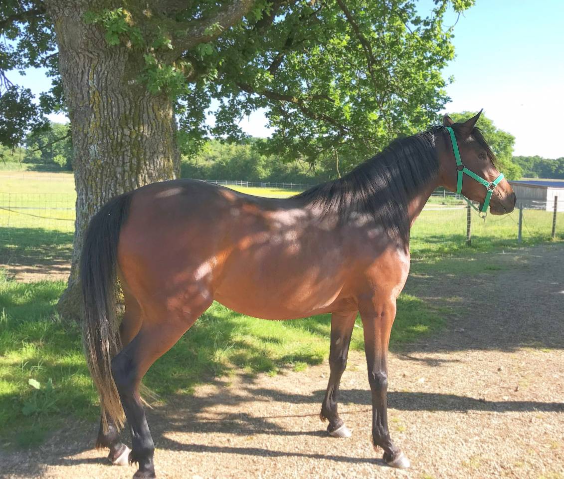 Mare Arabian For sale 2022 Bay