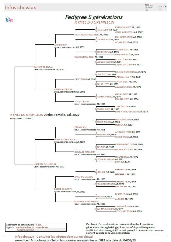 Mare Arabian For sale 2022 Bay
