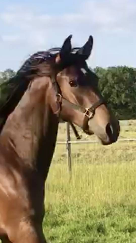 Gelding Arabian Half Blood For sale 2022 Bay