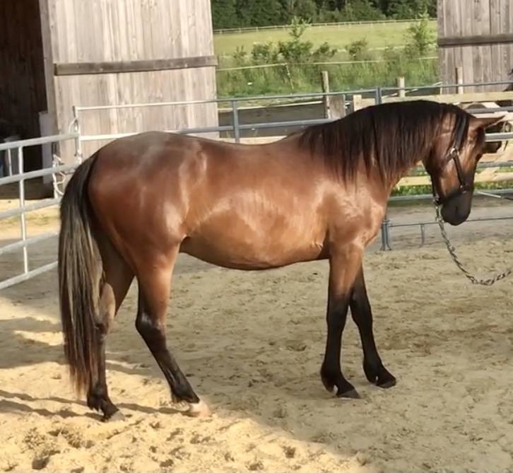 Gelding Arabian Half Blood For sale 2022 Bay