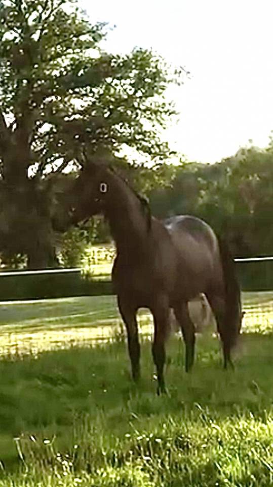 Gelding Arabian Half Blood For sale 2022 Bay