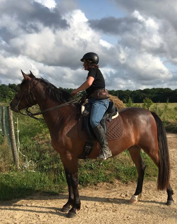 Gelding Arabian Half Blood For sale 2022 Bay