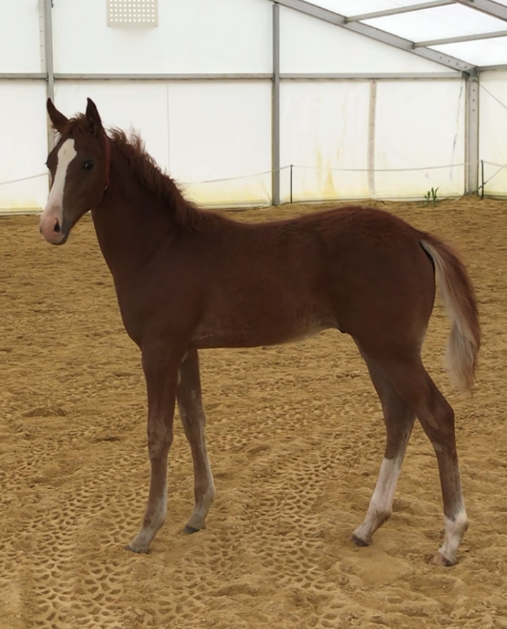 Gelding Arabian Half Blood For sale 2024 Chesnut