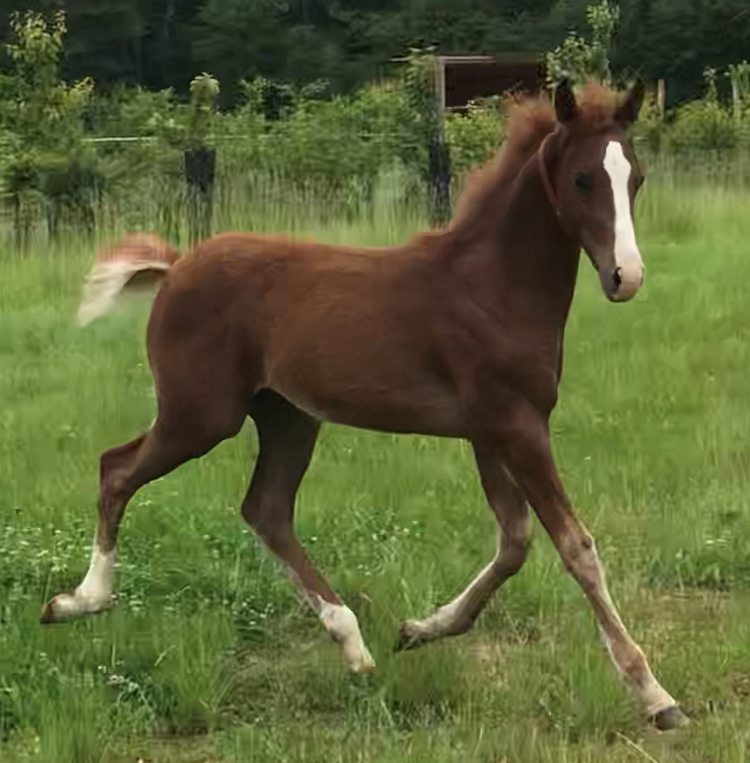 Gelding Arabian Half Blood For sale 2024 Chesnut