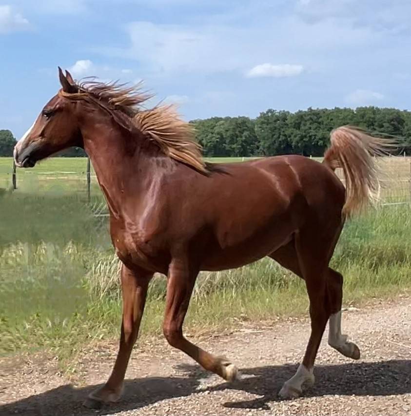 Gelding Arabian Half Blood For sale 2024 Chesnut