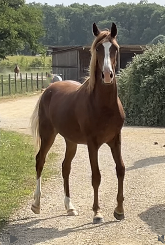 Gelding Arabian Half Blood For sale 2024 Chesnut