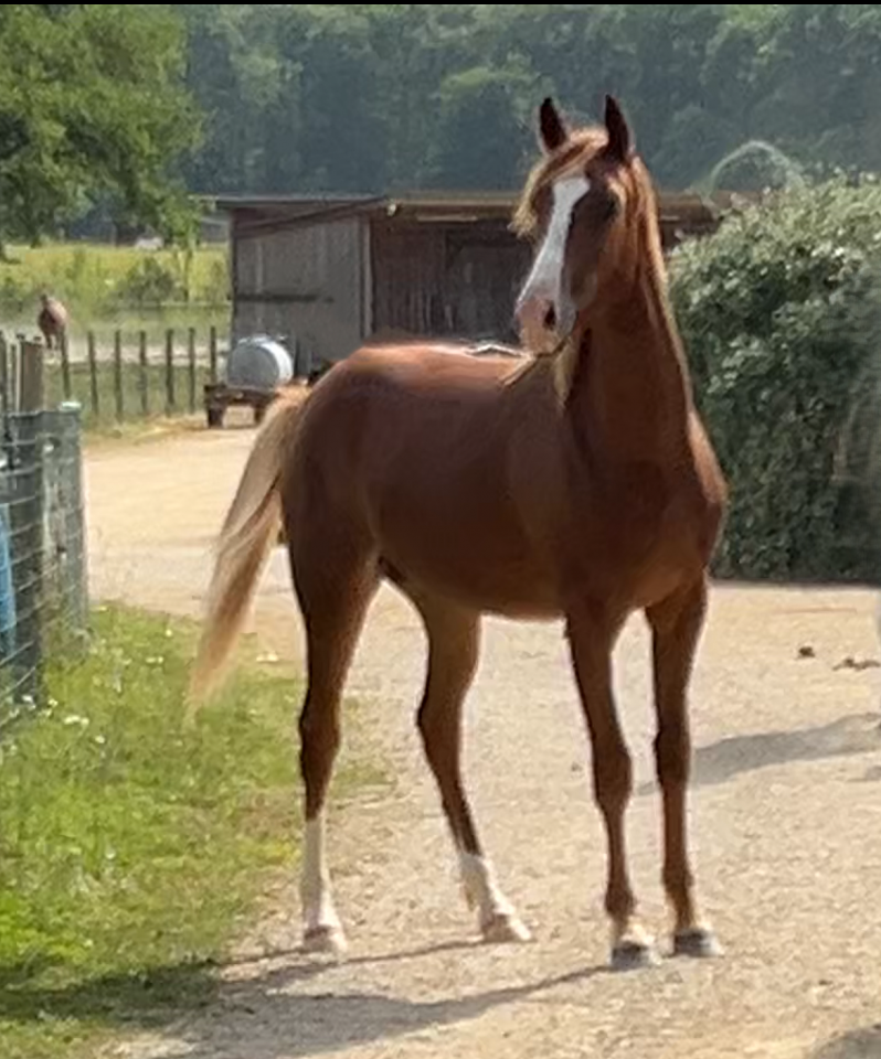 Gelding Arabian Half Blood For sale 2024 Chesnut