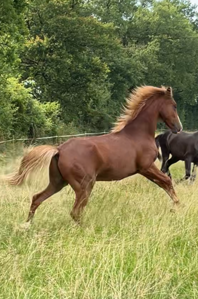 Gelding Arabian Half Blood For sale 2024 Chesnut