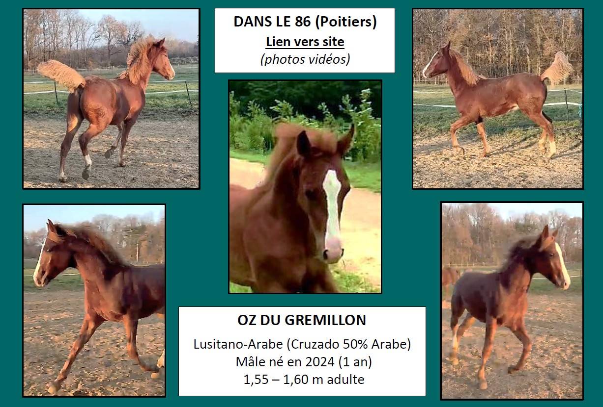 Gelding Arabian Half Blood For sale 2024 Chesnut