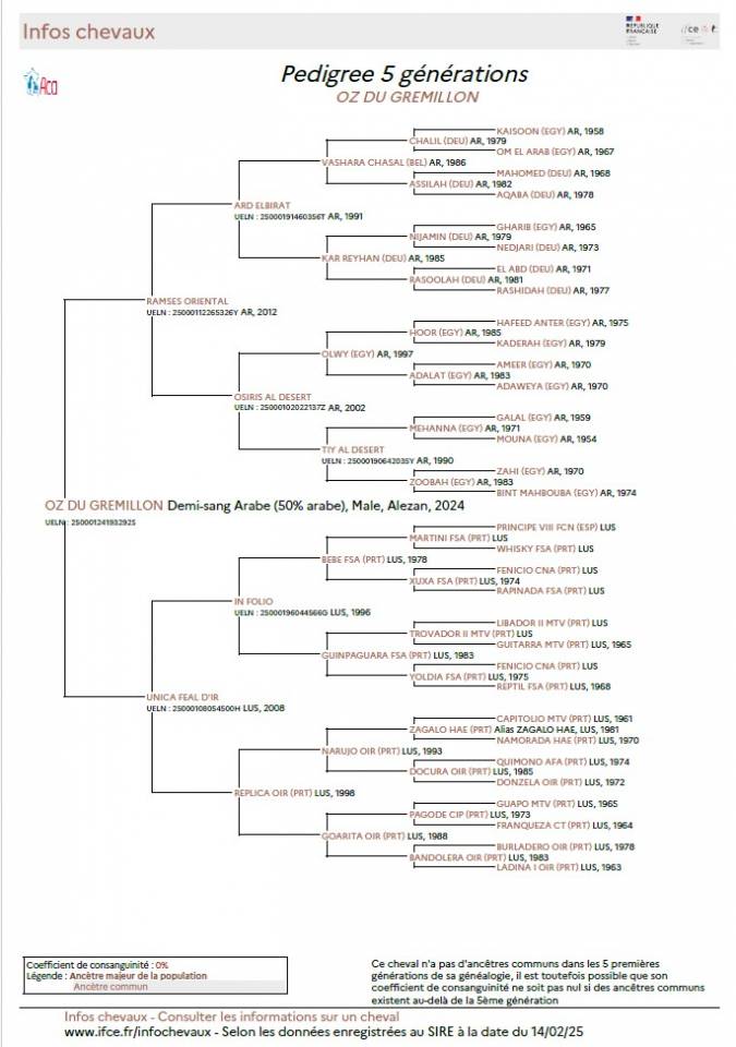 Gelding Arabian Half Blood For sale 2024 Chesnut