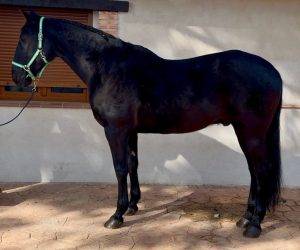 Gelding Other Horse Breed For sale 2009 Black