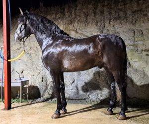 Entire PRE Pure Spanish Bred For sale 2018 Grey
