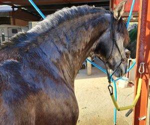 Entire PRE Pure Spanish Bred For sale 2018 Grey