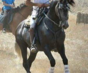 Entire PRE Pure Spanish Bred For sale 2018 Grey