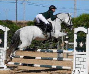 Entire PRE Pure Spanish Bred For sale 2012 Grey