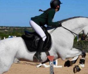 Entire PRE Pure Spanish Bred For sale 2012 Grey