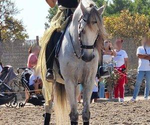 Entire PRE Pure Spanish Bred For sale 2012 Grey