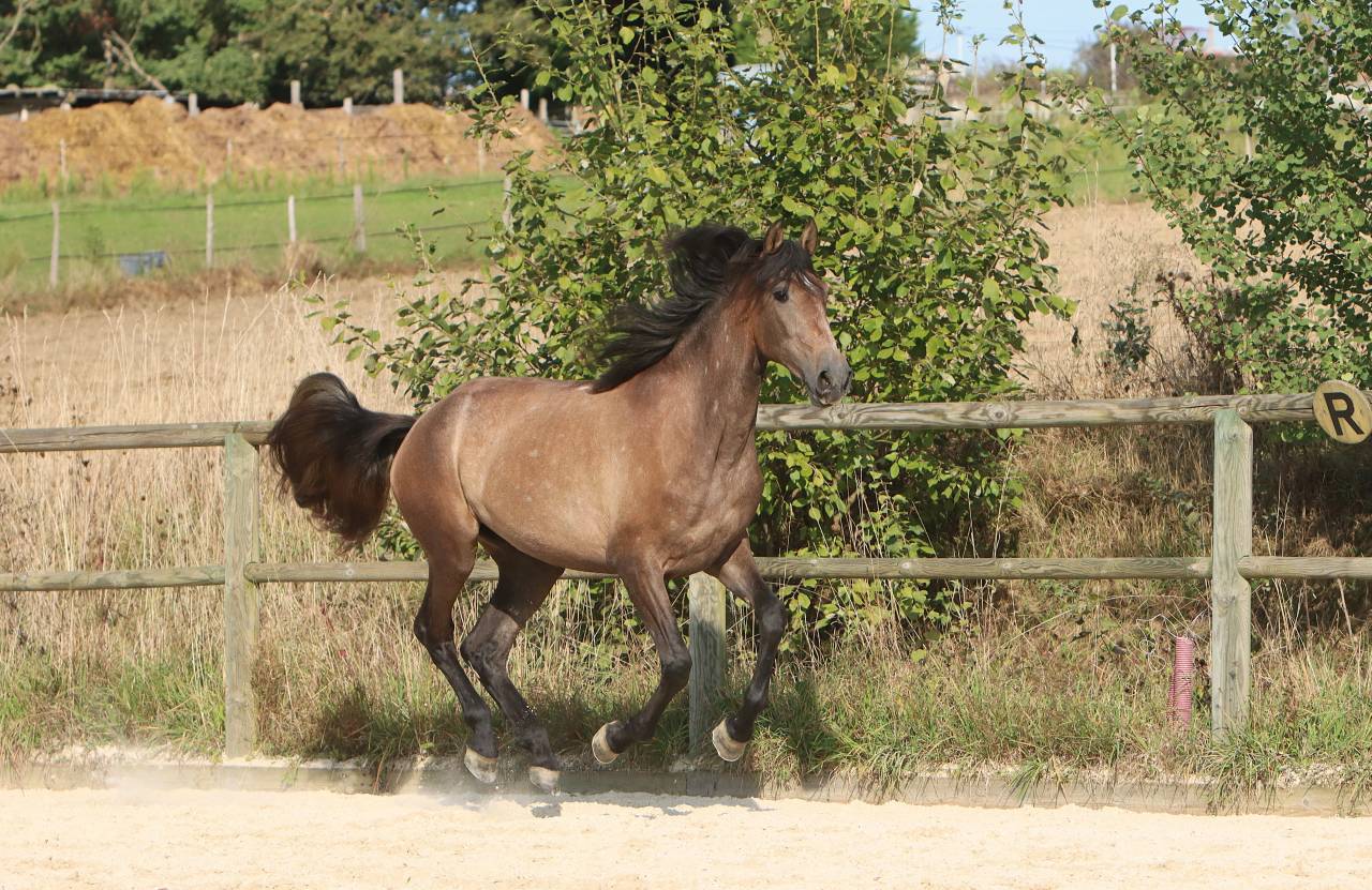 Mare PRE Pure Spanish Bred For sale 2022 Grey