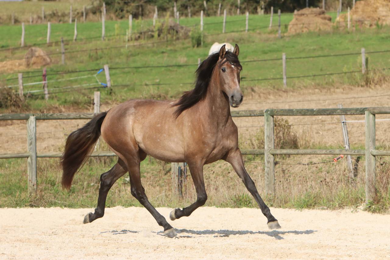 Mare PRE Pure Spanish Bred For sale 2022 Grey