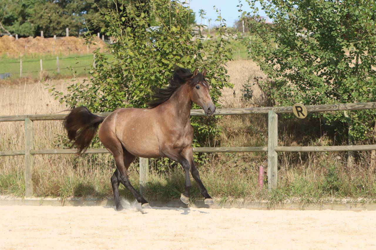 Mare PRE Pure Spanish Bred For sale 2022 Grey
