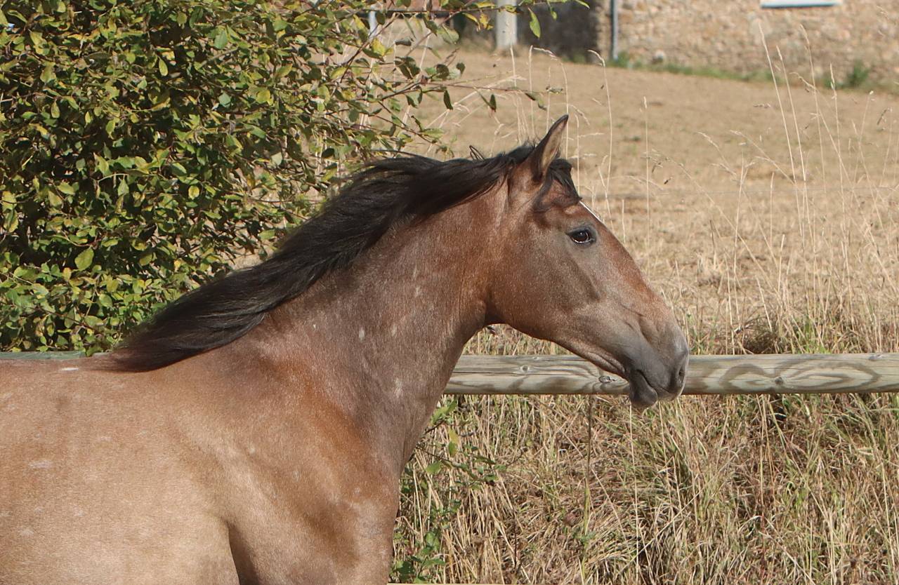 Mare PRE Pure Spanish Bred For sale 2022 Grey